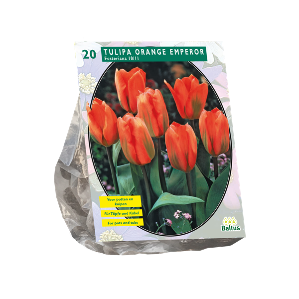 Tulipa Orange Emperor Fosteriana - 10 st