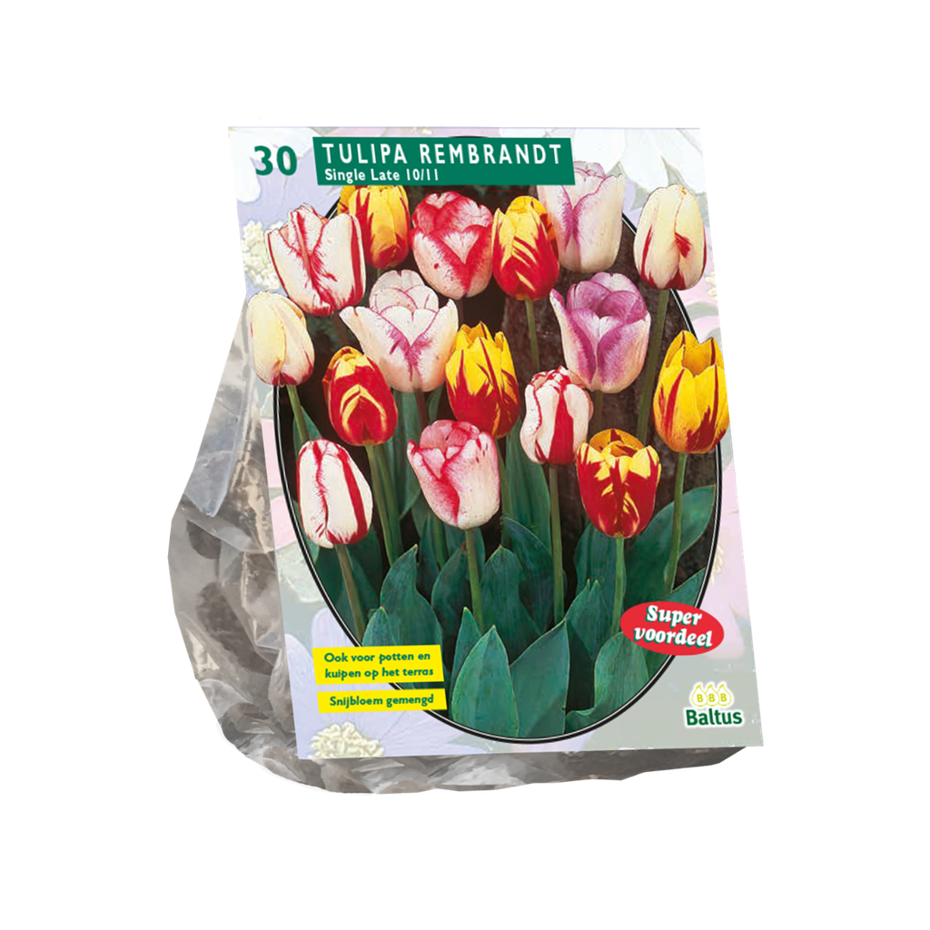 Tulipa Single Late Rembrandt Mix - 12 st