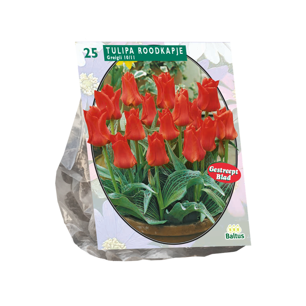 Tulipa Greigii Roodkapje - 15 st