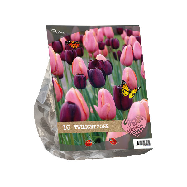 Urban Flowers Twilight Zone