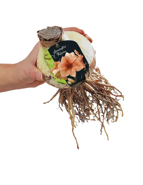 Amaryllis Oranje - 1 st