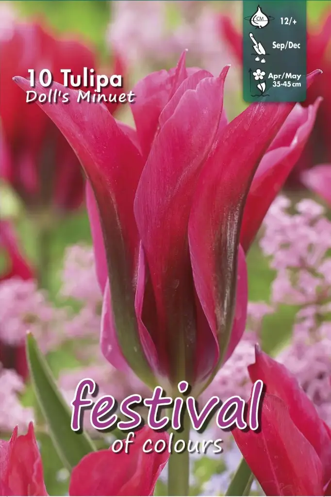 Tulips Doll's Minuet Viridiflora - 7 st