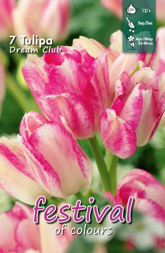 Tulips Dream Club - 7 st