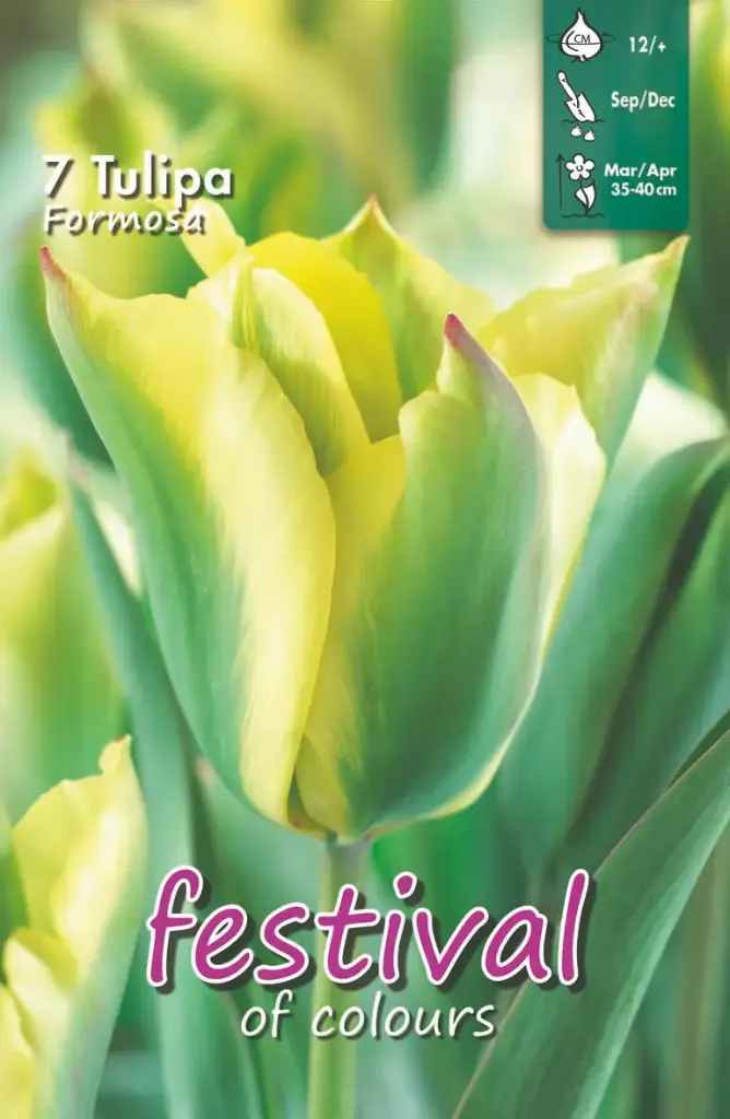 Tulips Formosa - 7 st