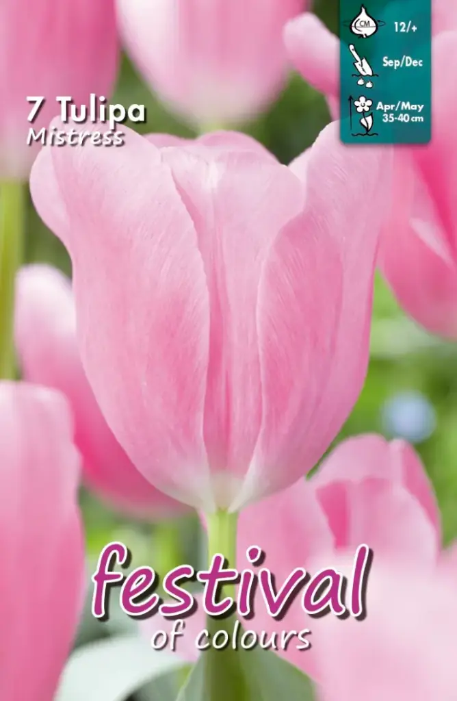 Tulips Mistress - 7 st