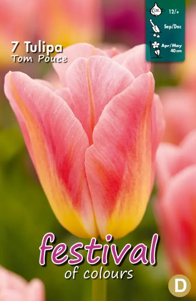 Tulips Tom Pouce - 7 st
