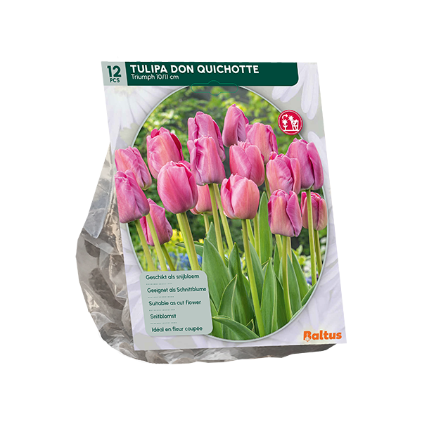 Tulipa Don Quichotte - 12 st