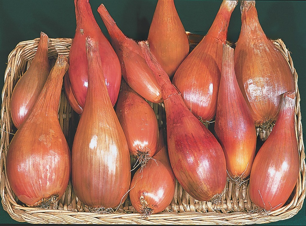 Plantsjalot GRISELLE