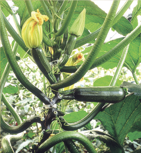 Klimcourgette BLACK FORREST - ca 7 z