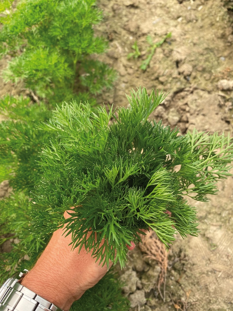 Peterselie Menuette - ca 2 g