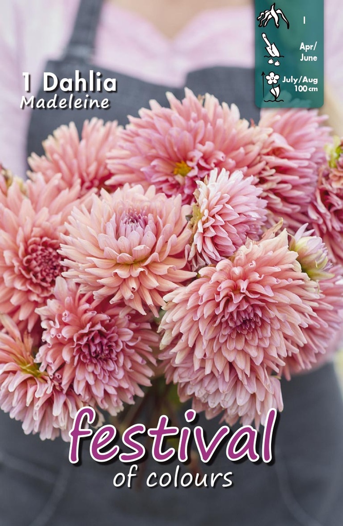 Dahlia Madeleine Cactus - 1st