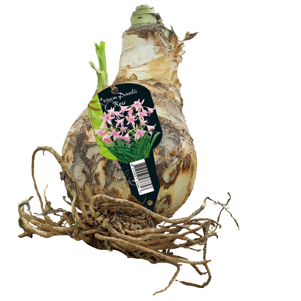 Crinum Powelliii Roze - 1 st