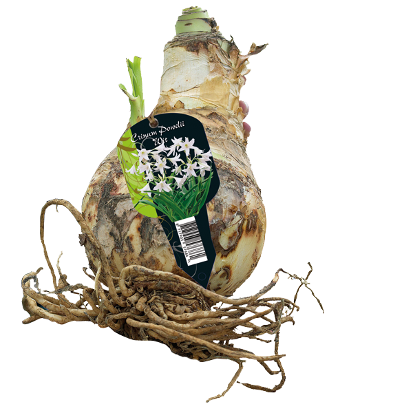 CRINUM Powelliii White 1 st