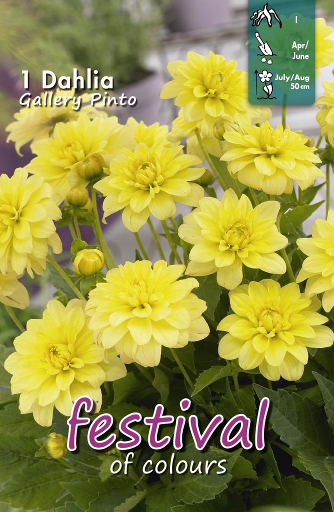 Dahlia Gallery Pinto Decorative - 1st