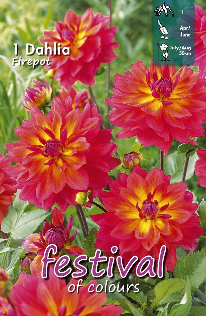 Dahlia Firepot Decorative - 1 st