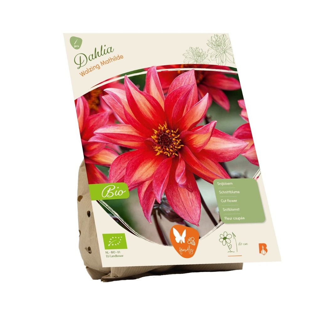 Dahlia Waltzing Mathilde - 1st (BIO)