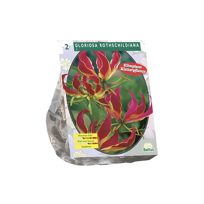 Gloriosa Rothschildiana - 2 st