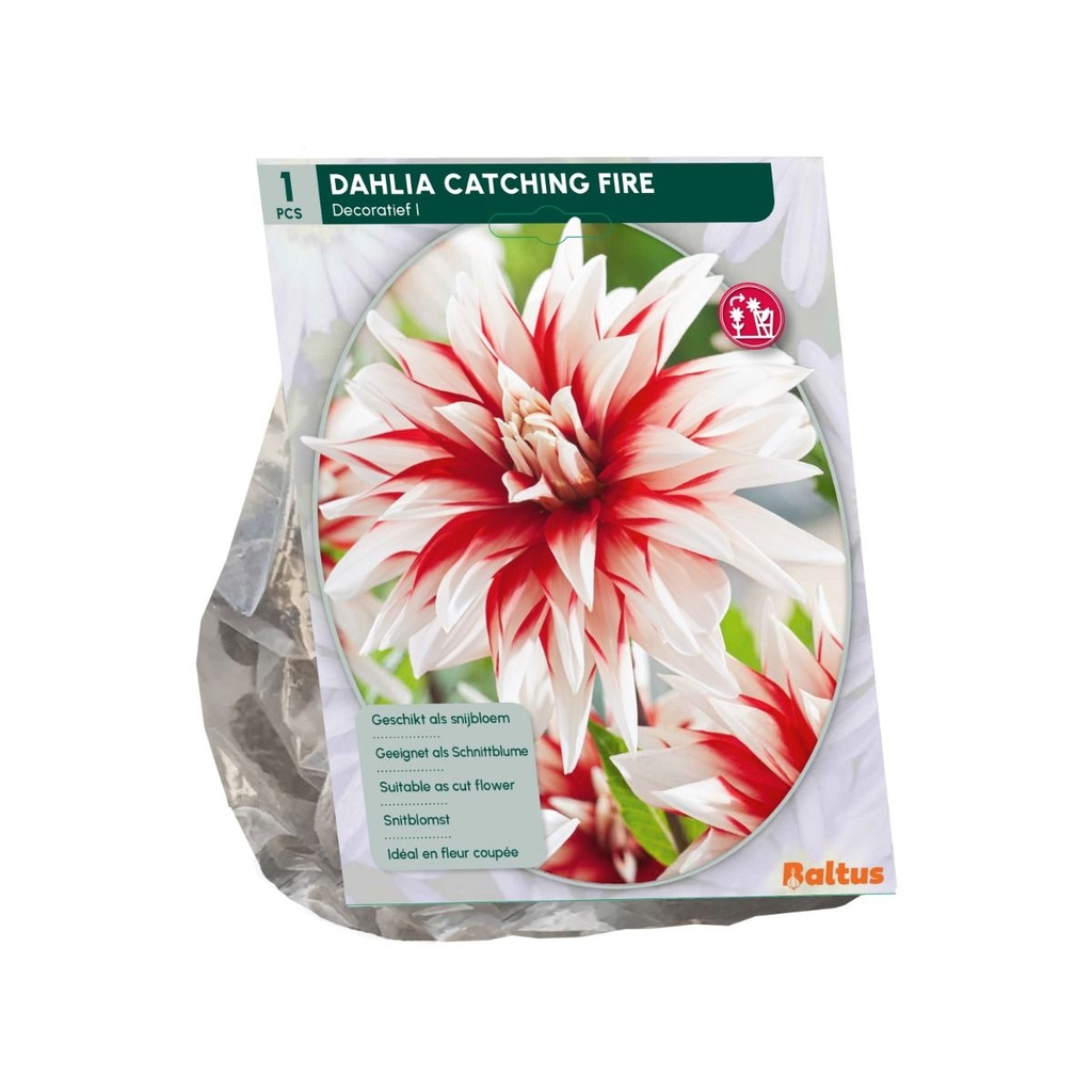 Dahlia Catching Fire - 1st