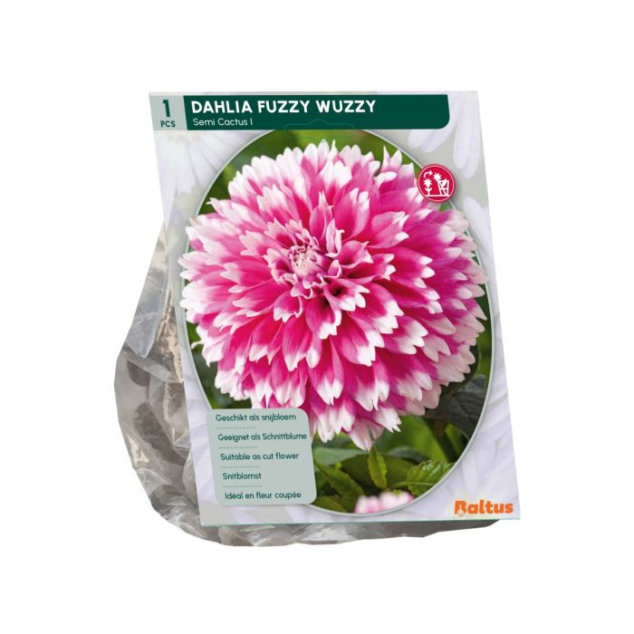 Dahlia Fuzzy Wuzzy - 1st