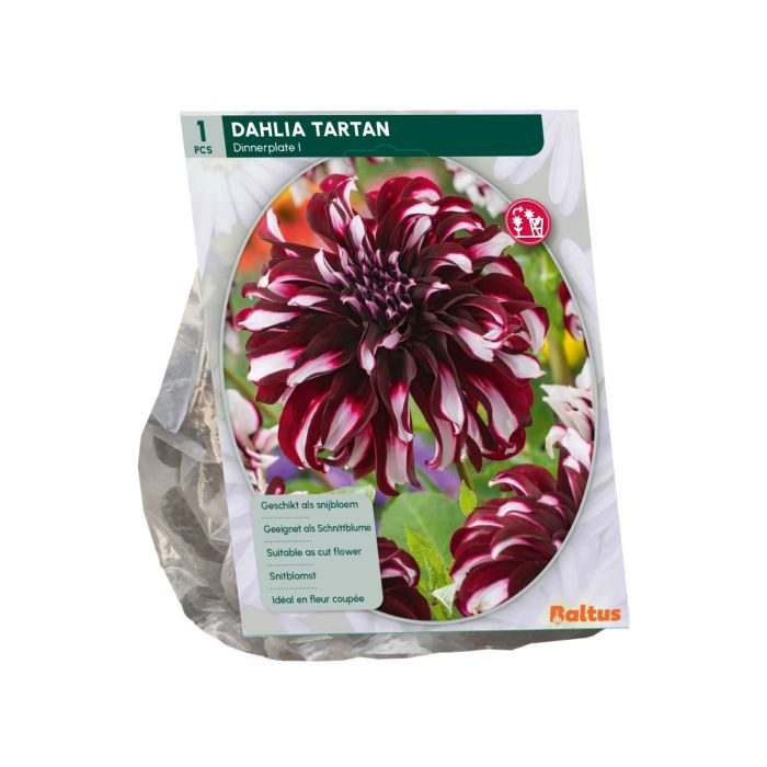 Dahlia Tartan - 1st