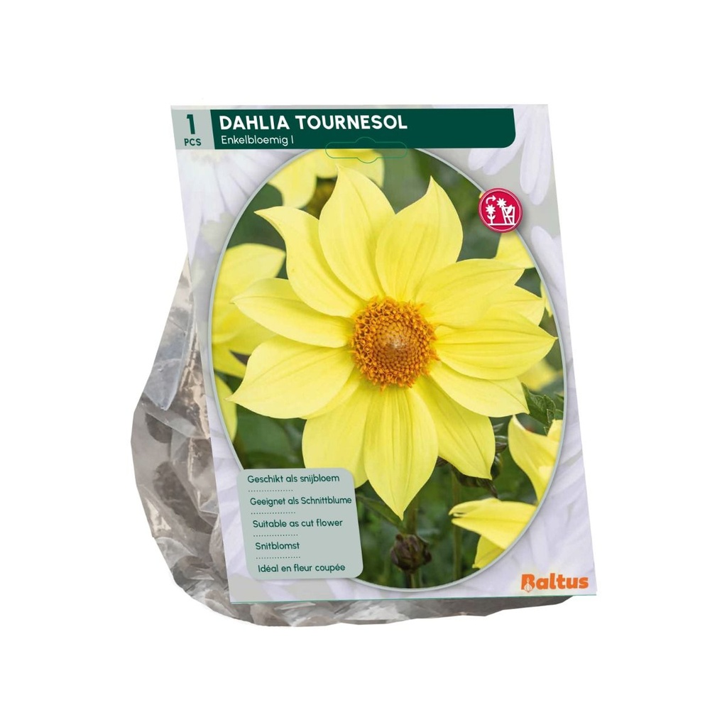 Dahlia Tournesol - 1st