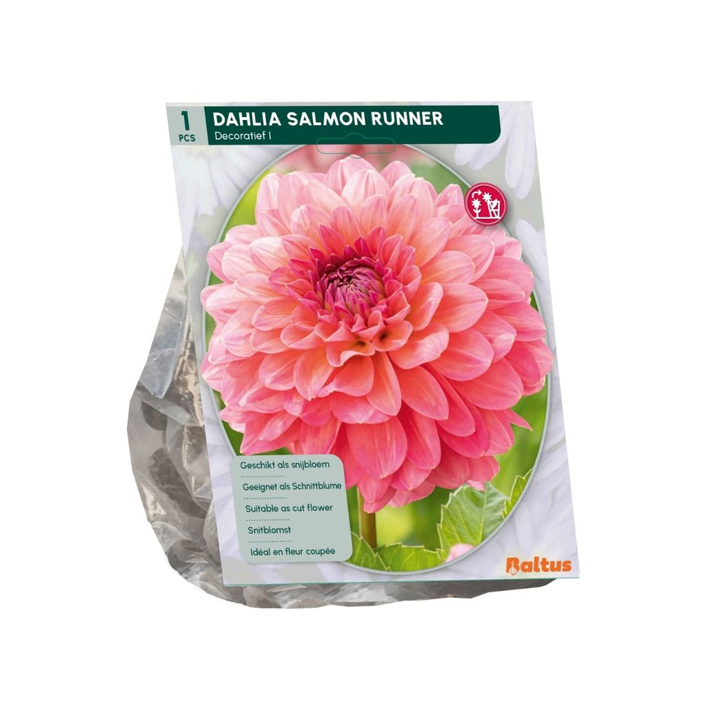 Dahlia Salmon Runner - 1st