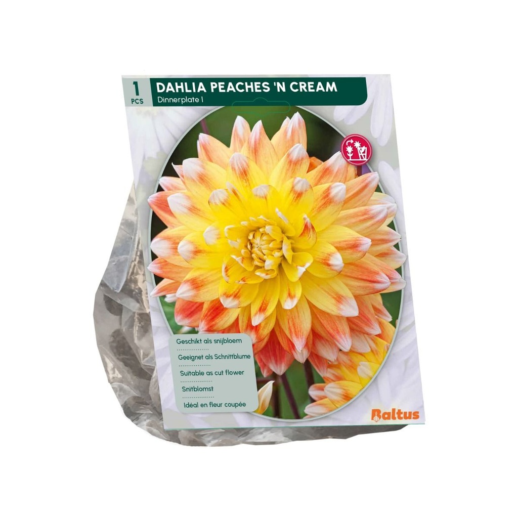 Dahlia Peaches 'n Cream - 1st