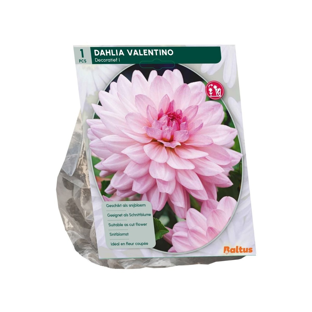 Dahlia Valentine - 1st