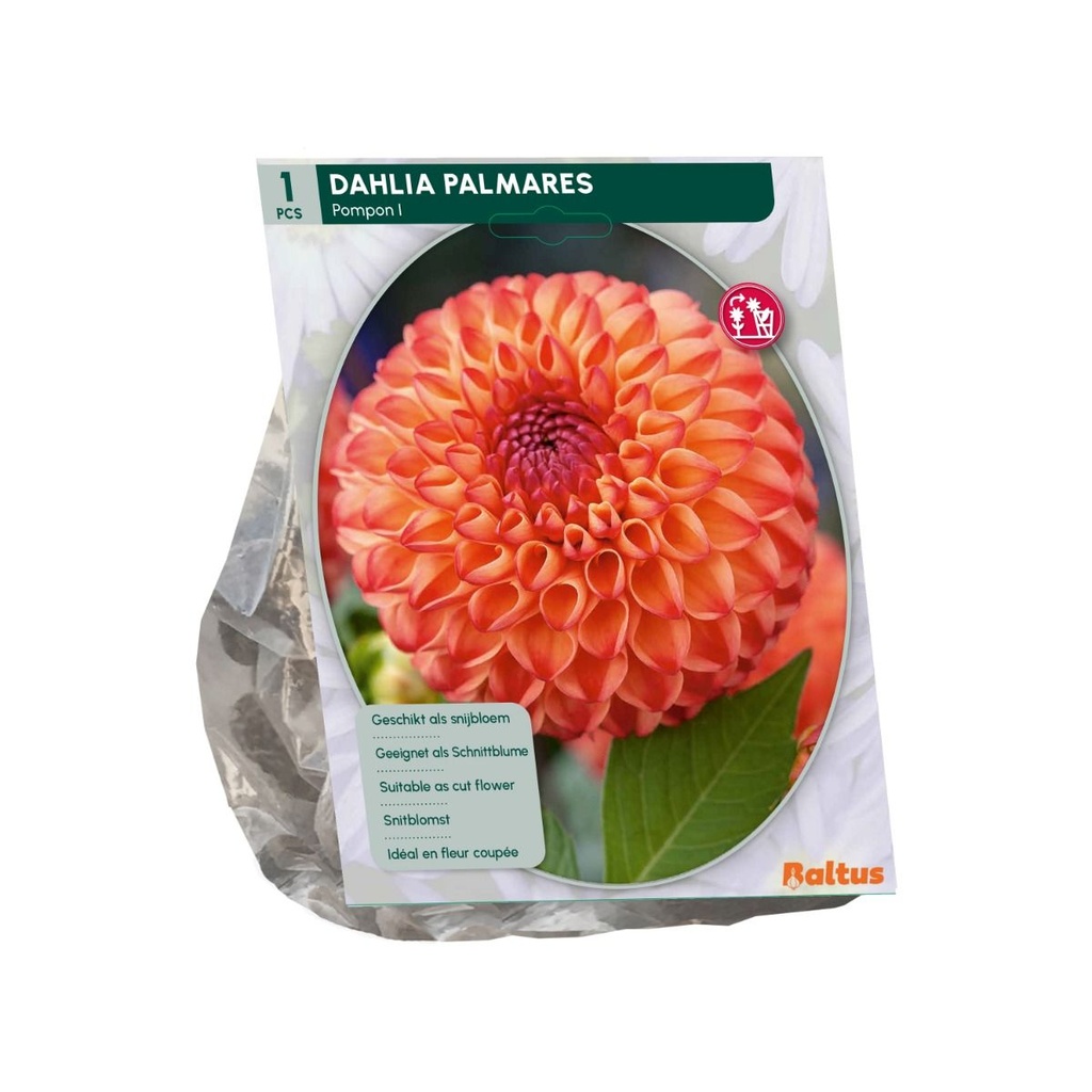 Dahlia Palmares - 1st