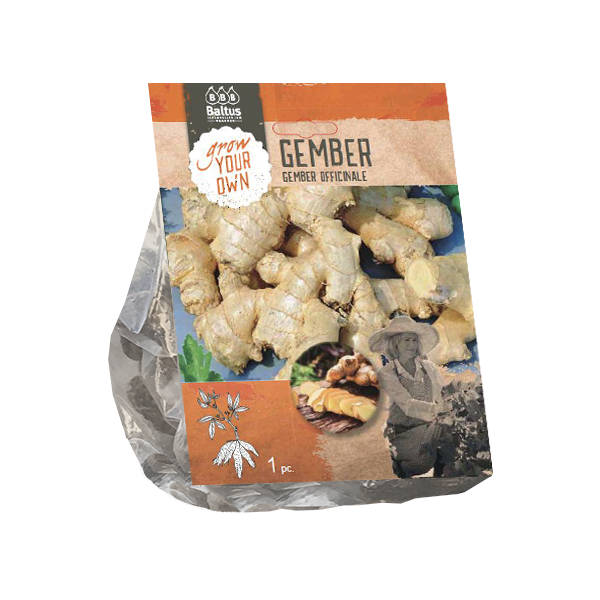 Gember Officinale - 1st