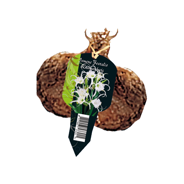 Ismene Festalis Zwanenburg - 1st