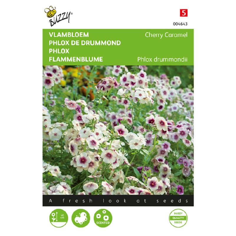 Phlox of Vlambloem CHERRY CARAMEL - 