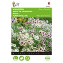 Phlox of Vlambloem CHERRY CARAMEL - 
