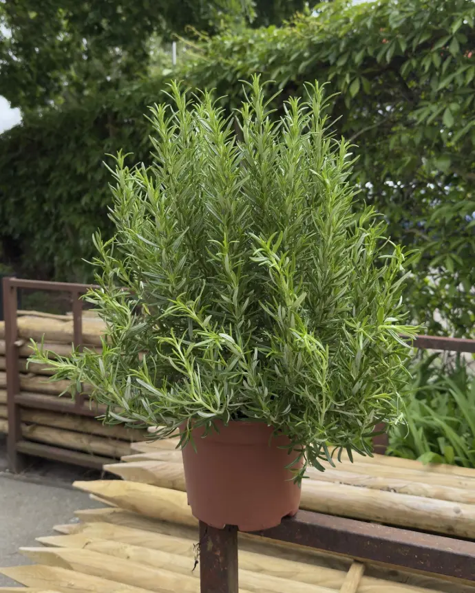 ROZEMARIJN 13 CM POT