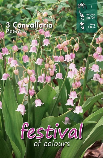 [09-202223] Winter Lily of The Valley / Convallaria Rosea - 3 st