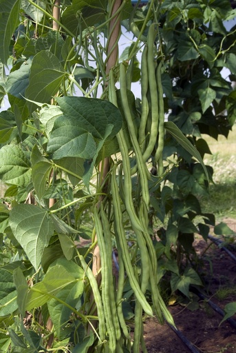 [04-003601] Stokbonen MONTE CRISTO - ca 100g