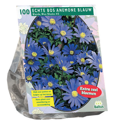 [09-300180] Anemone BLANDA BLUE - 100 pc