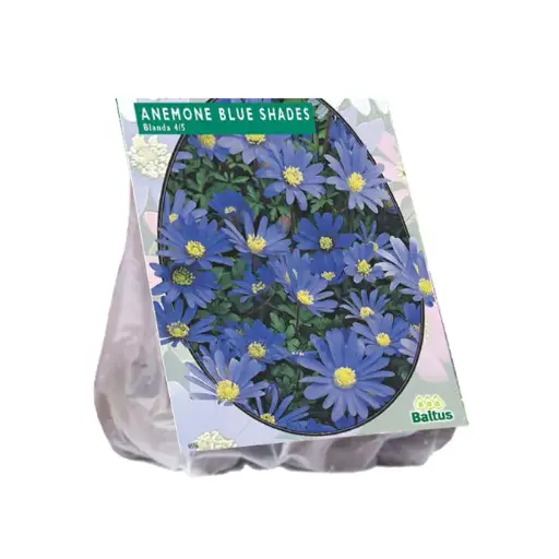 [09-300180] Anemone BLANDA BLUE - 100 pc