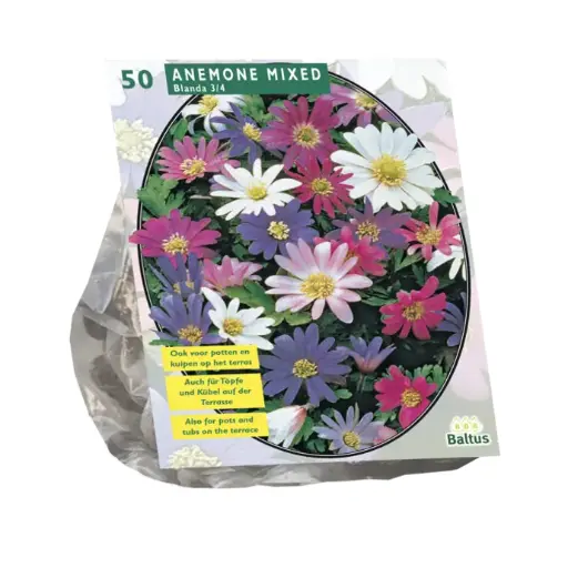 [09-300201] Anemone BLANDA MIX - 50 pc