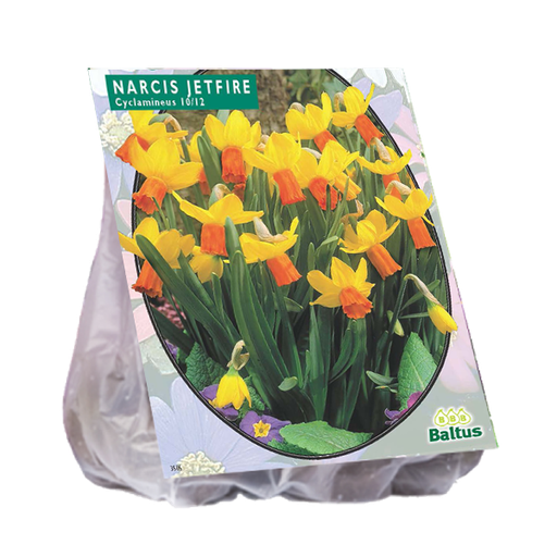[09-301390] Narcissus Mini Jetfire Geel/Oranje - 25 st
