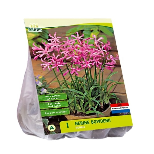 [09-215260] Nerine bowdenii ROSE - 3 pc