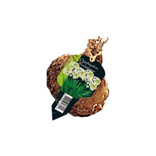 [09-215110] Ornithogalum Saundersiae - 1 st
