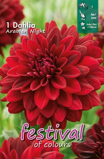 [09-202376] Dahlia décoratifs ARABIAN NIGHT - 1 pc