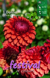 [09-202327] Pompondahlia BROWN SUGAR - 1 st