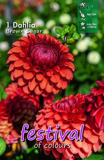 [09-202327] Dahlia pompon BROWN SUGAR - 1 pc