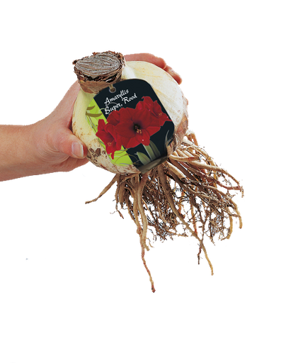 [09-317010] Amaryllis SUPER ROUGE - 1 pc