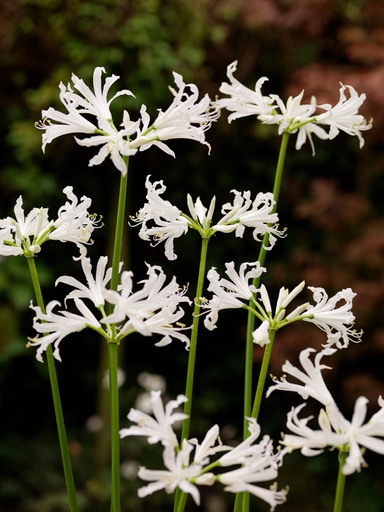 [09-215250] Nerine bowdenii ALBA - 2 pc