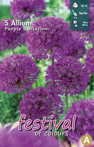[09-200128] Allium PURPLE SENSATION - 5 pc