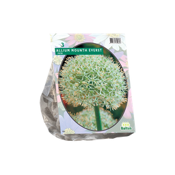 [09-300100] Allium MOUNT EVEREST - 3 st