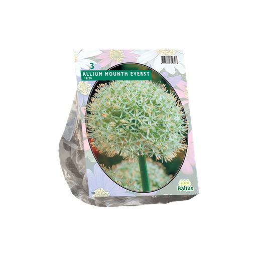 [09-300100] Allium MOUNT EVEREST - 3 st (100 cm of hoger)